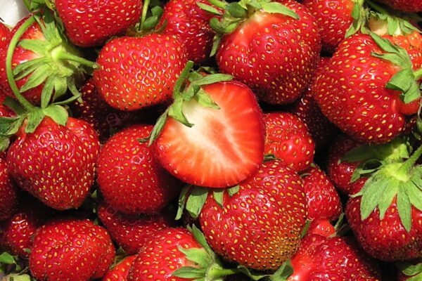 Bare Root Strawberry Plants - Kent - Image 2