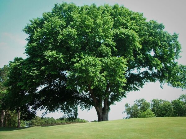 American Elm