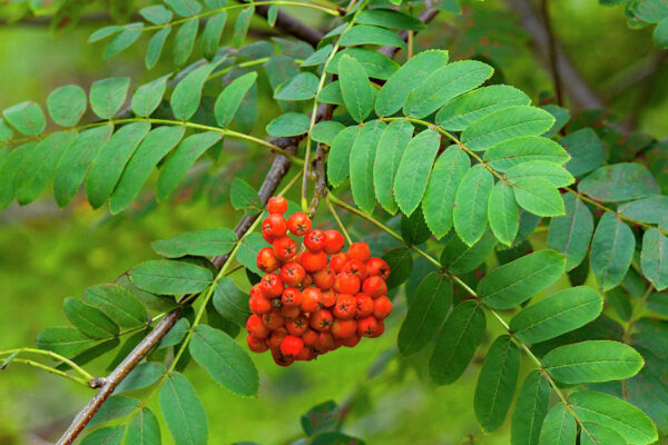 European Mountain Ash - Image 3