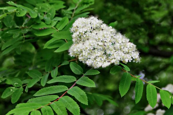 European Mountain Ash - Image 2