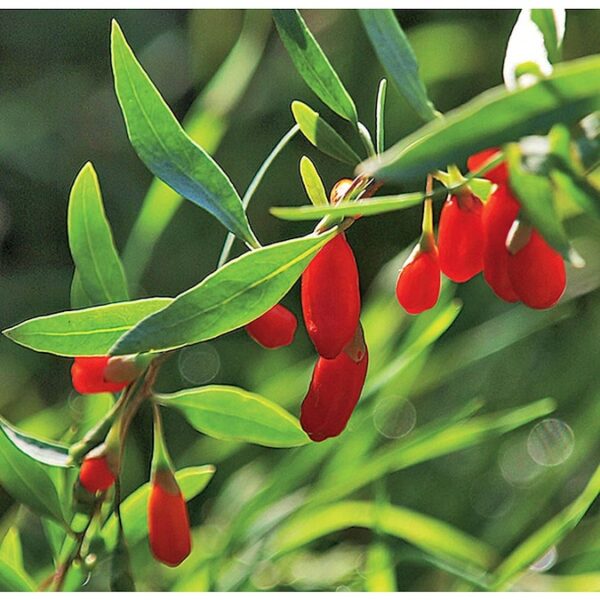 Goji Berry - Image 4