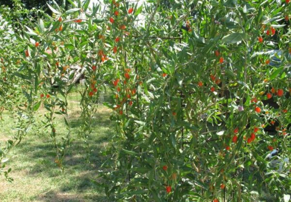 Goji Berry - Image 2