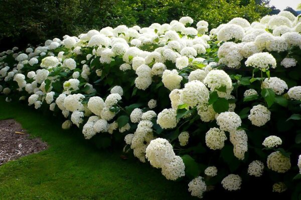 Annabelle Hydrangea - Image 3