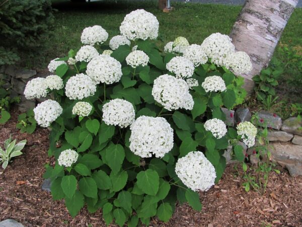 Annabelle Hydrangea - Image 2