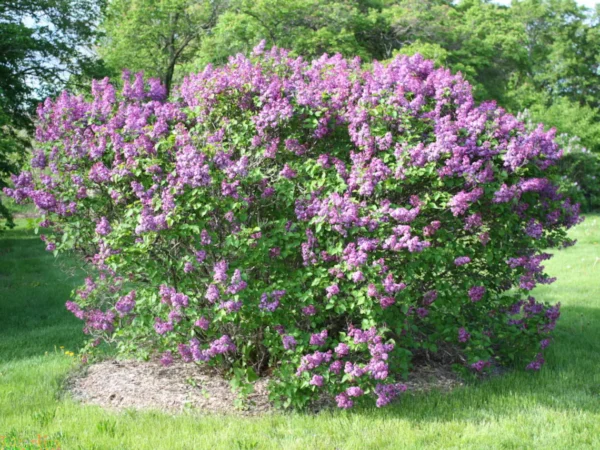 Agincourt Beauty French Lilac - Image 2