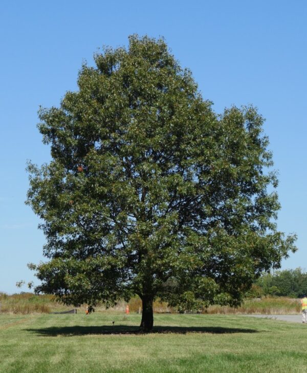 Northern Red Oak