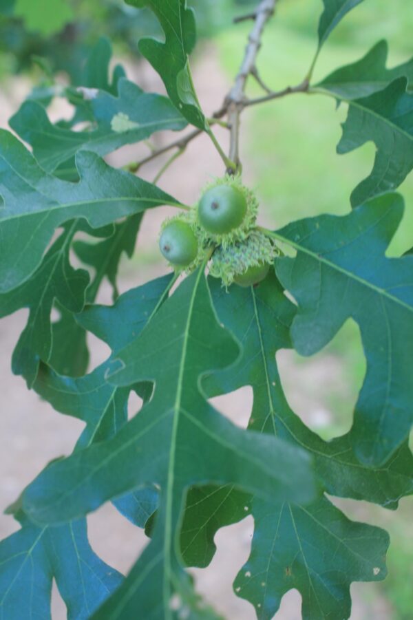 Northern Red Oak - Image 3