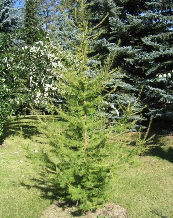 Siberian Larch - Image 2