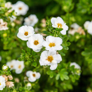 Creme Brulee® Potentilla
