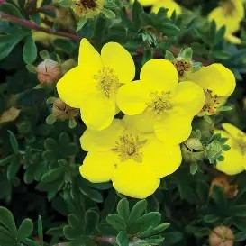 Goldfinger Potentilla