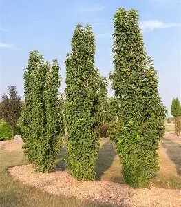 Green Wall Columnar Crabapple