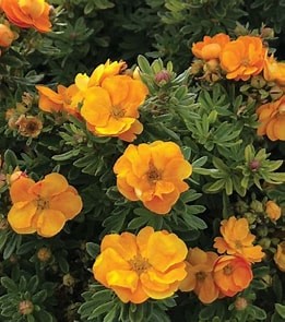 Marmalade Potentilla