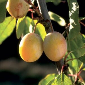 Brookgold Plum