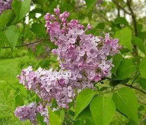 Common Lilac