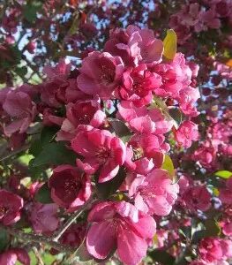Gladiator Rosybloom Crabapple