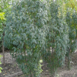 Green Spires Hybrid Caragana