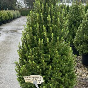 Picea glauca Spruce It Up™ ('Kolmschag')