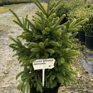 Black Hills White Spruce