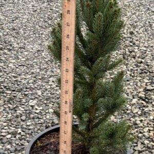 Columnar Norway Spruce