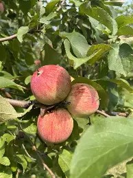 Norkent Apple