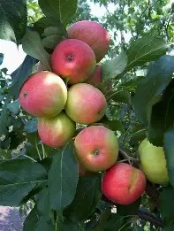 FRUIT TREES AND SHRUBS