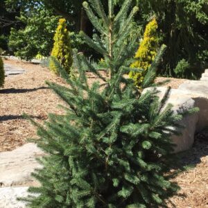 Columnar White Spruce - North Pole