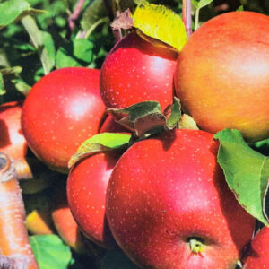 Red Gemini Apple