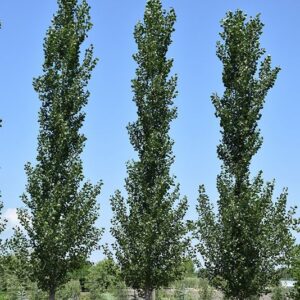 Sundancer Hybrid Poplar (bare root)