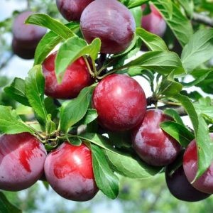 Toka Plum