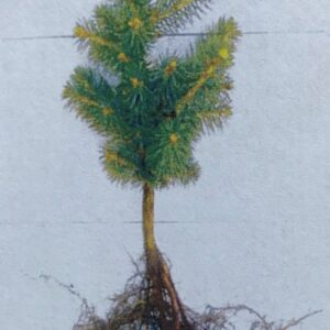 Black Hills White Spruce