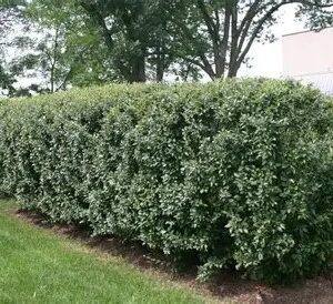 Hedge Cotoneaster