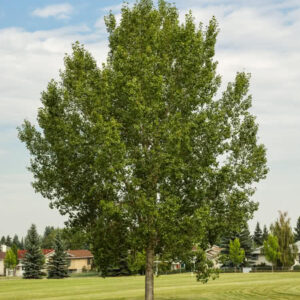 Northwest Poplar